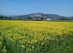 image17 Il Triticale